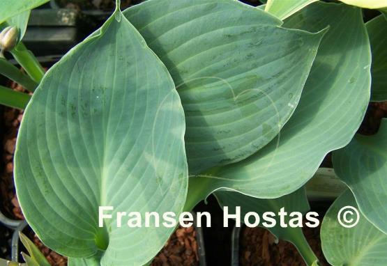 Hosta Cerulean Magic